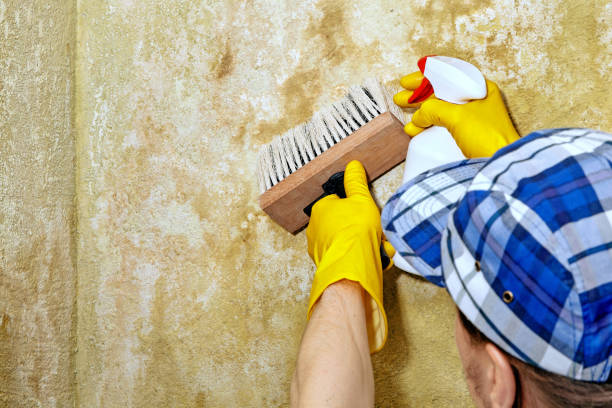 Best Crawl Space Mold Remediation  in USA